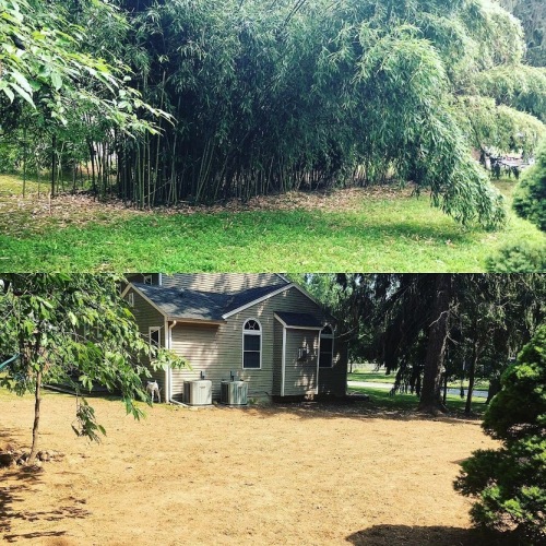 Backyard Bamboo Removal in New Jersey