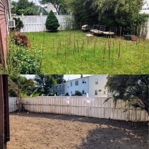 Bamboo-Removal-Before-and-After