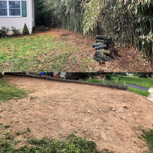 Backyard Bamboo Cleanup & Removal