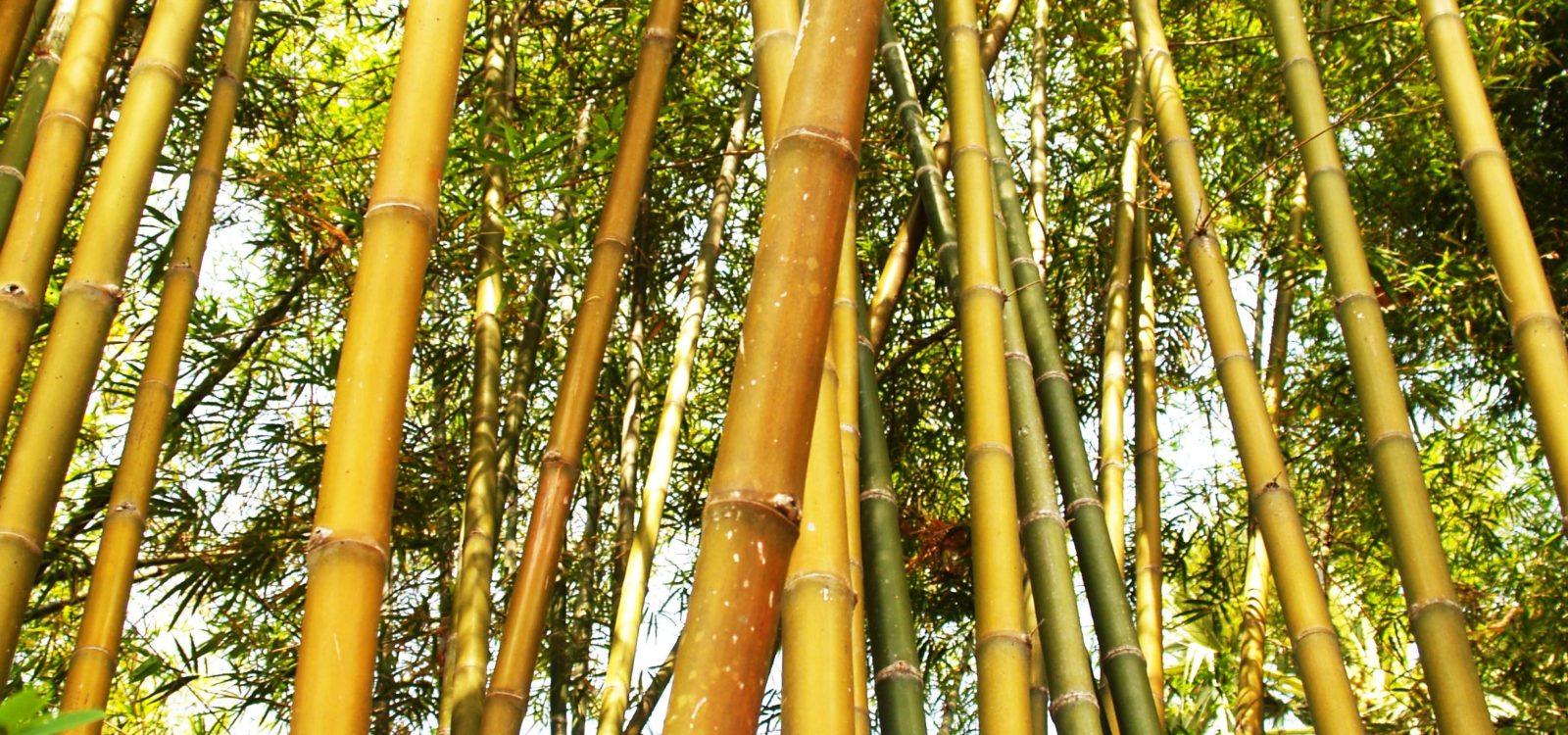 Invasive bamboo plants are hard to control in southern New Jersey ...