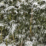 Bamboo: Getting Ready for the Winter Season