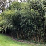 What is Bamboo?