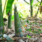 Protecting Your Home from Bamboo