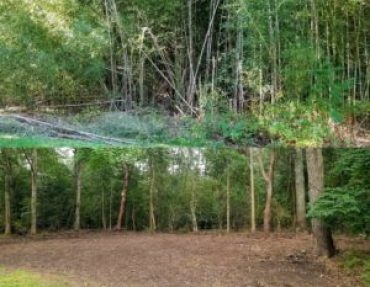 how-to-kill-bamboo-300x300