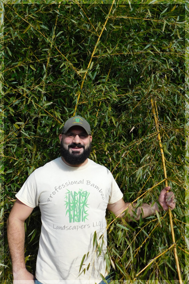 Justin Drappi - Professional Bamboo Landscapers