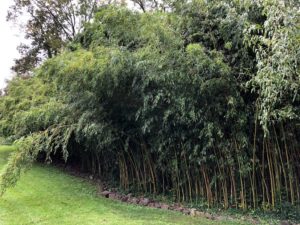 Bamboo removal specialists