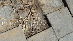 rhizomes under patio