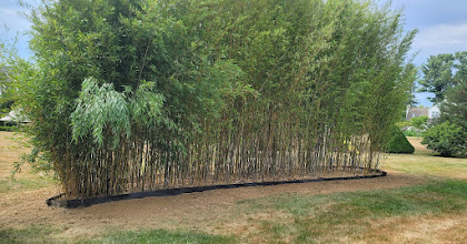 Phyllostachys Running Bamboo controlled by barriers