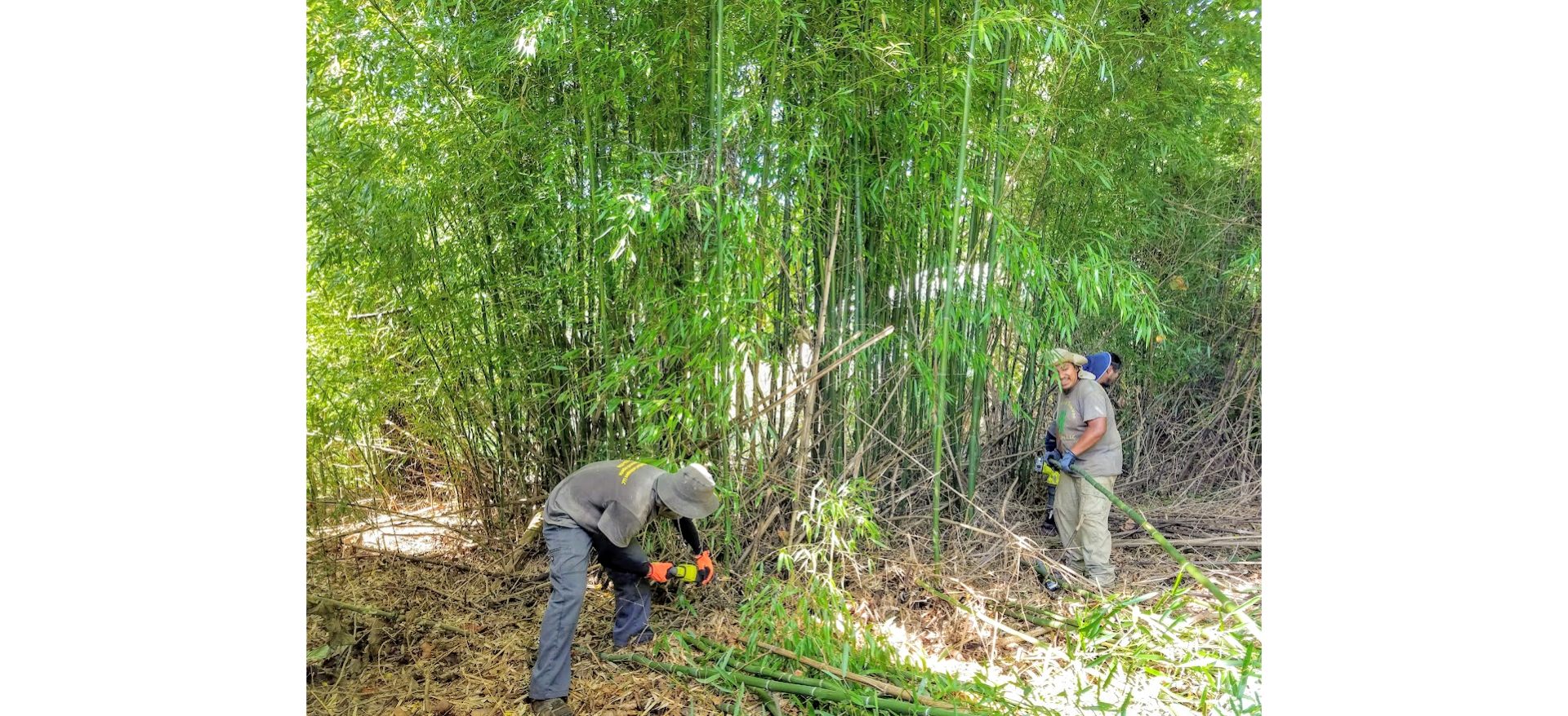 Cutting of bamboo