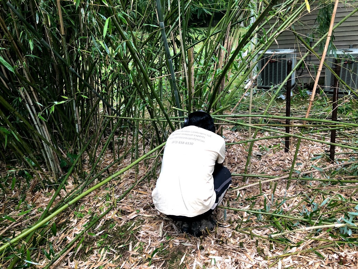 PBL Professional cutting bamboo