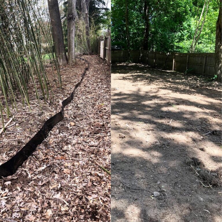 Bamboo-and-barrier-removal