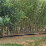 5 HELPFUL TIPS IN PREVENTING THE SPREAD OF BAMBOO