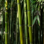 10 Disadvantages of Bamboo Every Homeowner Should Know