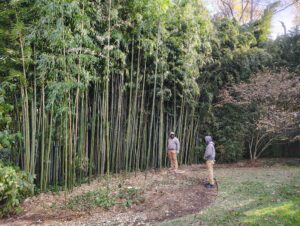 New Jersey Bamboo Contractors