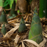 How Bamboo Rhizomes Can Spread Under Concrete, Patios, and Barriers